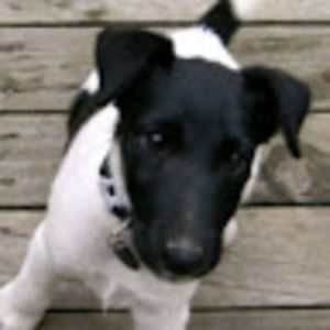 Meet your Posher, George